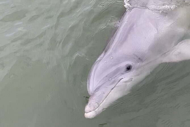 90-Minute Private Dolphin Tour in Hilton Head Island - What You Might See Beyond Dolphins