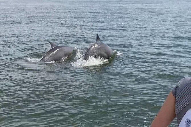 90-Minute Private Dolphin Tour in Hilton Head Island - Choosing Your Departure Time