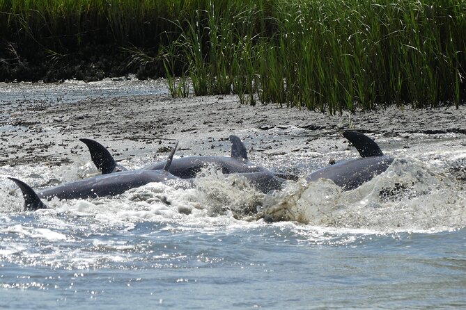 90-Minute Private Dolphin Tour in Hilton Head Island - Weather, Comfort, and Practical Limits