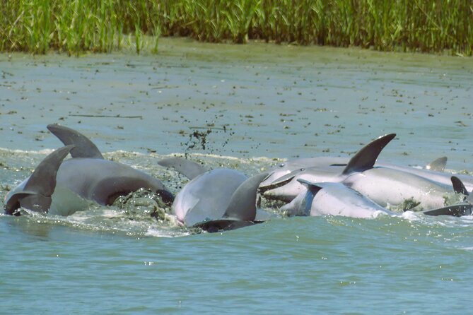 90-Minute Private Dolphin Tour in Hilton Head Island - Searching the Marsh for Wild Dolphins