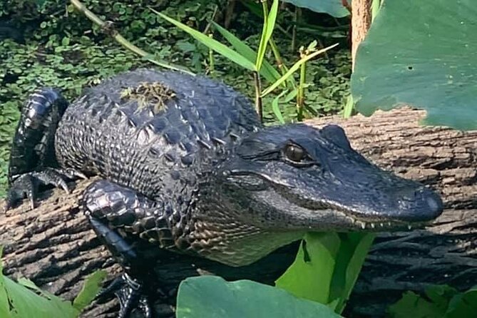 Airboat Adventure in Saint Augustine with a Guide - Wildlife sightings depend on timing and luck