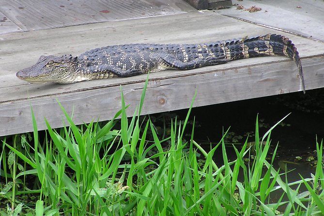 Airboat and Plantations Tour with Gourmet Lunch from New Orleans - What the $279 price really covers
