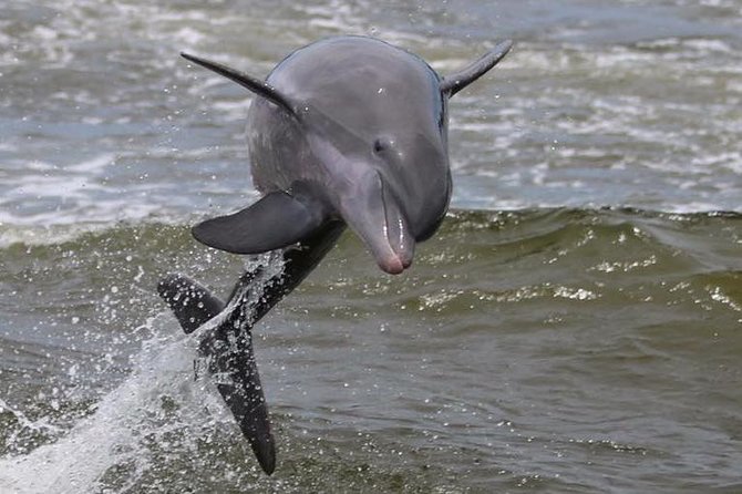 Alabama Gulf Coast Dolphin Cruise - Why the upper deck is worth claiming