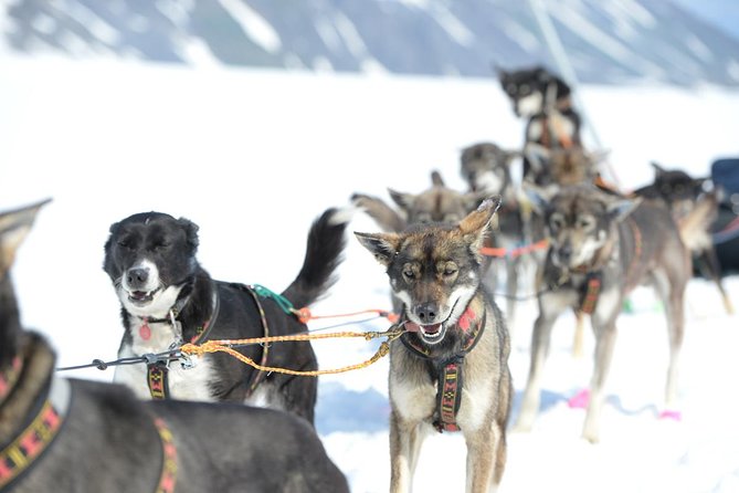 Alaska Helicopter and Glacier Dogsled Tour - ANCHORAGE AREA - Meeting the champion dogs and mushers