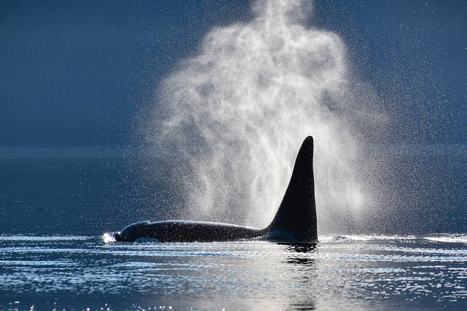 Alaska Whale Watching Cruise w/ 3 HOURS on the water - Key details before you book
