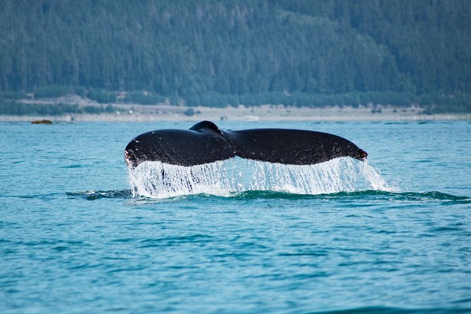 Alaska Whale Watching Cruise w/ 3 HOURS on the water - From Juneau’s docks to Auke Bay Harbor