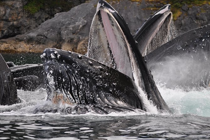 Alaska Whale Watching Cruise w/ 3 HOURS on the water - Three hours where the whales are