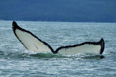 Alaska Whale Watching Cruise w/ 3 HOURS on the water