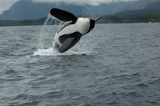 Alaska Whale Watching Cruise w/ 3 HOURS on the water - Marine life beyond humpback whales