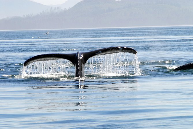 Alaska Whale Watching Cruise w/ 3 HOURS on the water - The Mendenhall Glacier view from the water