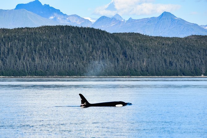 Alaska Whale Watching Cruise w/ 3 HOURS on the water - What the $159 price really buys