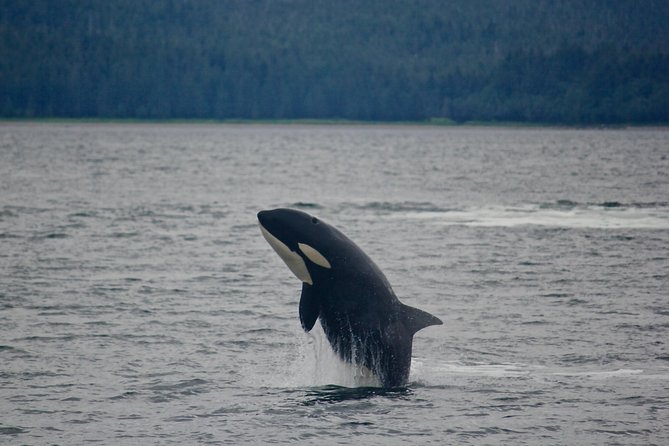 Alaska Whale Watching Cruise w/ 3 HOURS on the water - Timing, weather, and what to wear