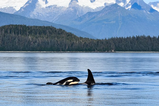Alaska Whale Watching Cruise w/ 3 HOURS on the water - Who will enjoy this Juneau cruise most