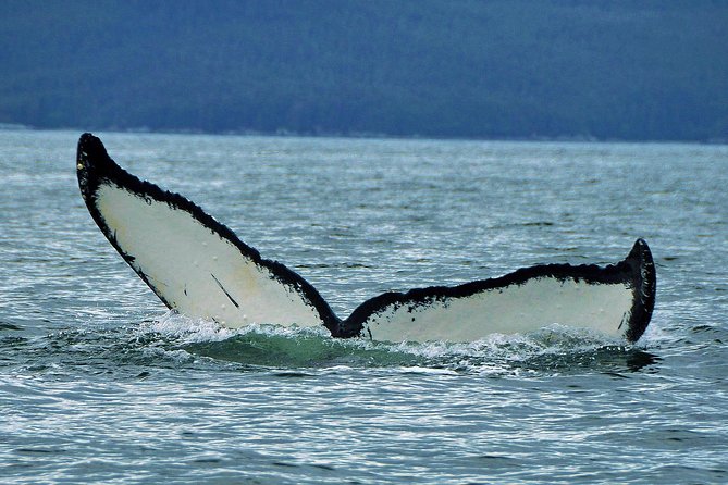 Alaska Whale Watching Cruise w/ 3 HOURS on the water - Boarding the 49-passenger whale boat