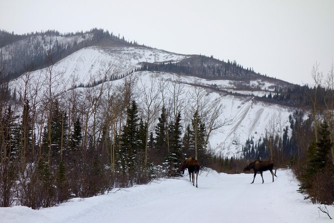 Alaskan Back Country Side by Side ATV Adventure with Meal - The guides make the difference