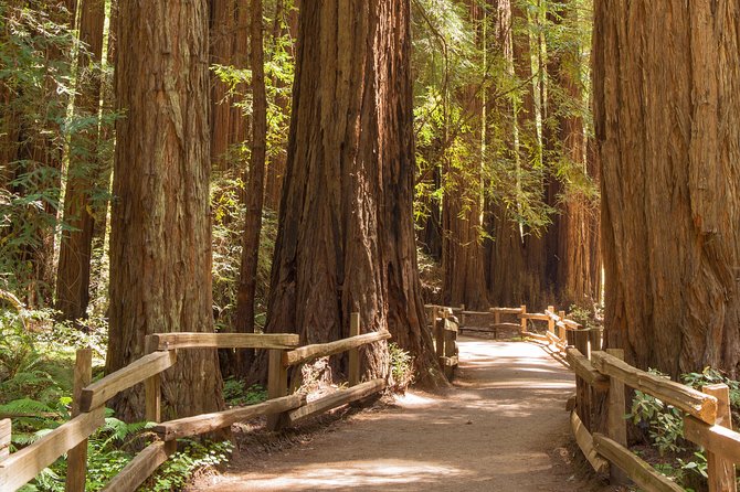 Alcatraz with Muir Woods and Sausalito Tour - Muir Woods and the one-hour-15-minute forest walk