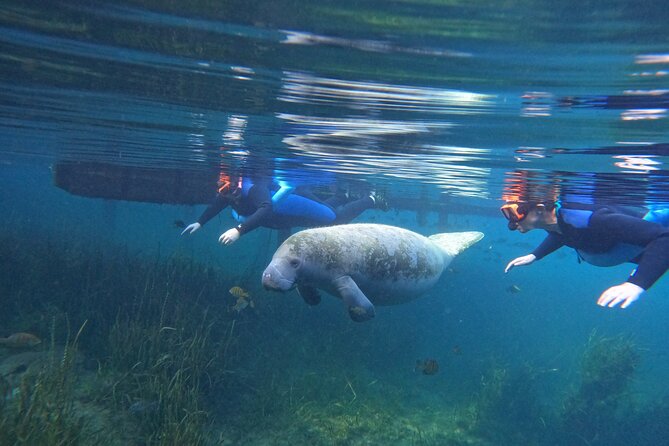 All-Inclusive Small Group Manatee Swim with Free Photos - Key Points Before You Book