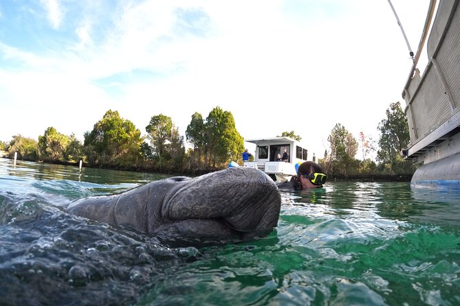 All-Inclusive Small Group Manatee Swim with Free Photos - Riding Through 600 Acres of Kings Bay