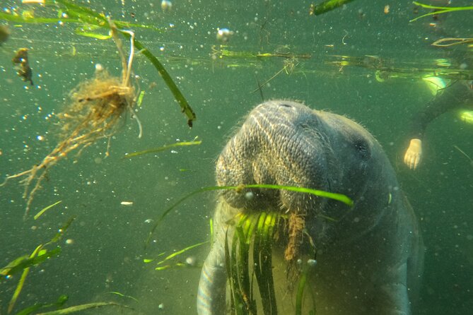 All-Inclusive Small Group Manatee Swim with Free Photos - Wetsuits, Snorkel Gear, and the Cold-Water Question