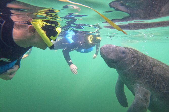 All-Inclusive Small Group Manatee Swim with Free Photos - Photos Included Without Making You Play Photographer
