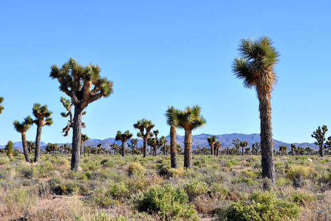 Area 51 Day Tour from Las Vegas with Alien and UFO Hotspots - Vehicles, comfort, and group size