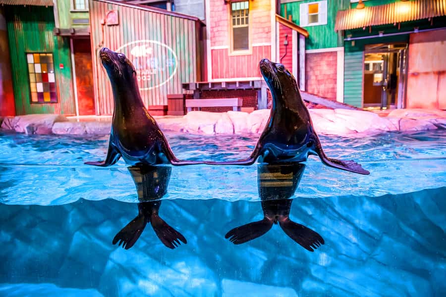 Atlanta: Georgia Aquarium Skip-the-Box-Office Entry Ticket - Ocean Voyager and the whale shark habitat