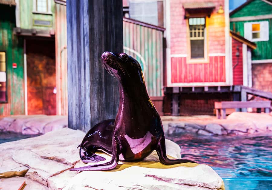 Atlanta: Georgia Aquarium Skip-the-Box-Office Entry Ticket - Dolphin Presentation: reserve a seat early