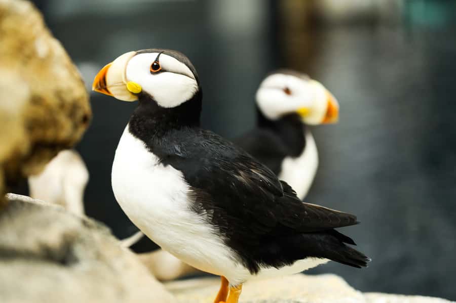 Atlanta: Georgia Aquarium Skip-the-Box-Office Entry Ticket - Sea lions and the Saltwater Showdown