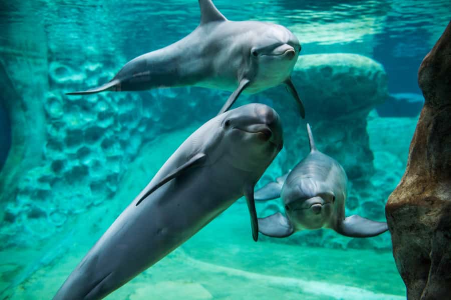 Atlanta: Georgia Aquarium Skip-the-Box-Office Entry Ticket - Touch pools and close encounters