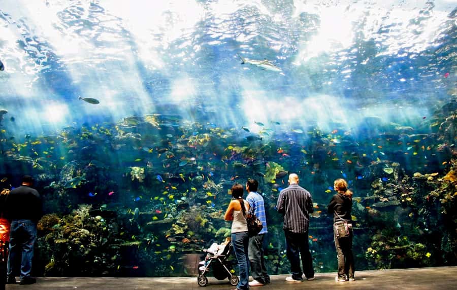 Atlanta: Georgia Aquarium Skip-the-Box-Office Entry Ticket - The eight galleries and how to plan your route