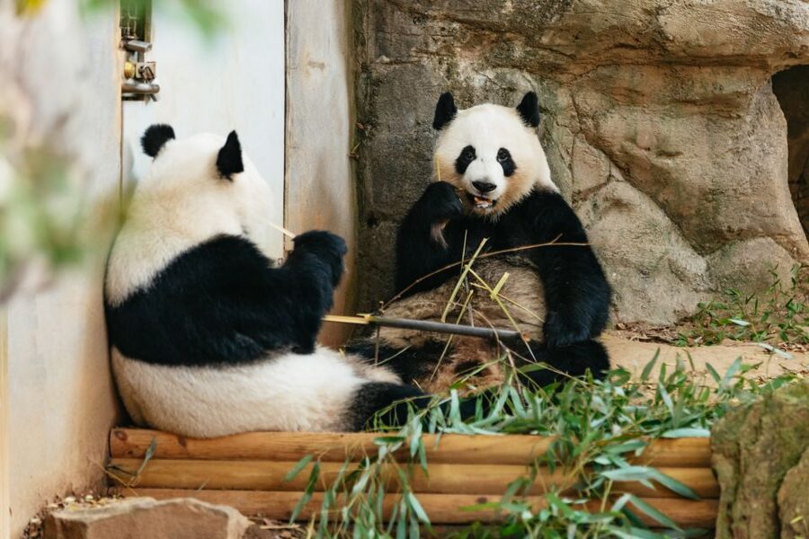 Atlanta: Zoo Atlanta General Admission Ticket - Key things to know before you go