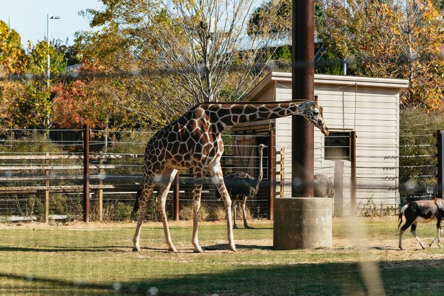 Atlanta: Zoo Atlanta General Admission Ticket - Food, timing, and the small frustrations