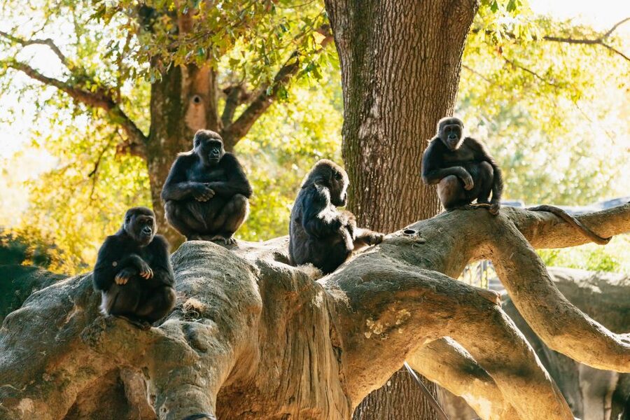 Atlanta: Zoo Atlanta General Admission Ticket - What your $34 ticket covers