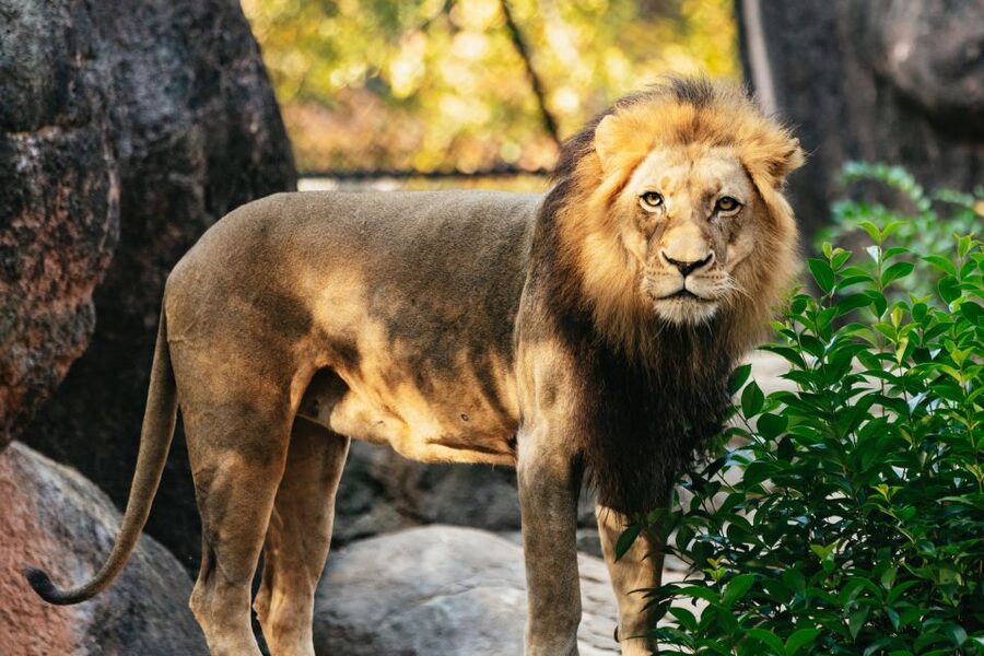 Atlanta: Zoo Atlanta General Admission Ticket - Starting with the African Savanna