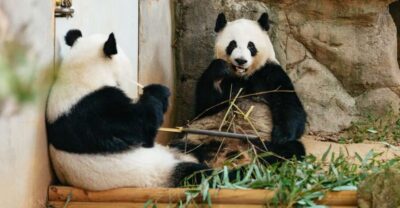 Zoo Atlanta General Admission Ticket