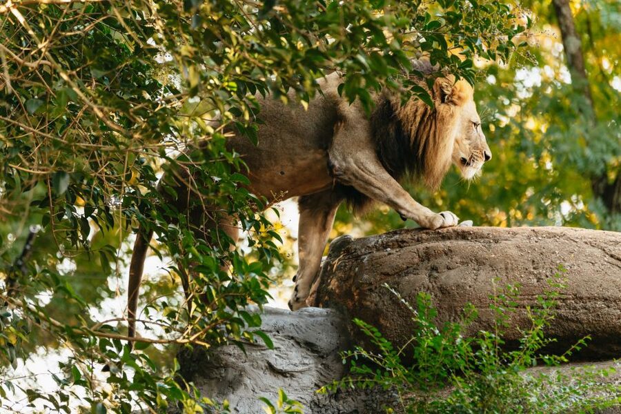 Atlanta: Zoo Atlanta General Admission Ticket - The new African lion complex