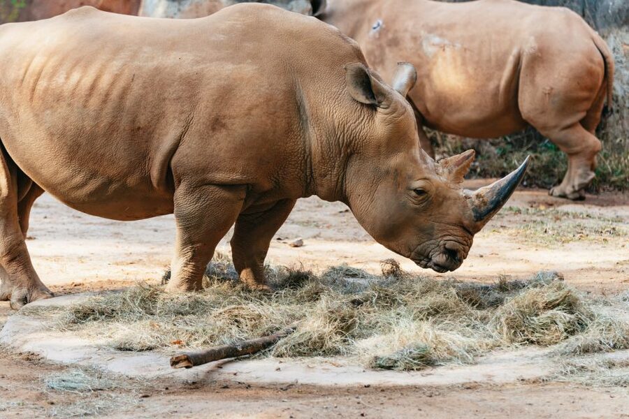 Atlanta: Zoo Atlanta General Admission Ticket - Gorillas and orangutans are the star attraction