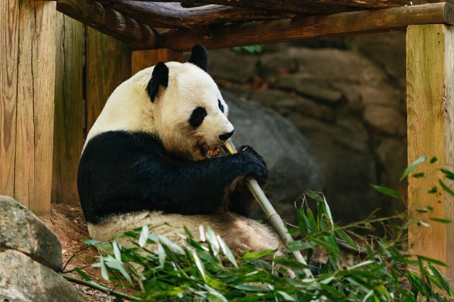 Atlanta: Zoo Atlanta General Admission Ticket - Wild Encounters and wildlife presentations