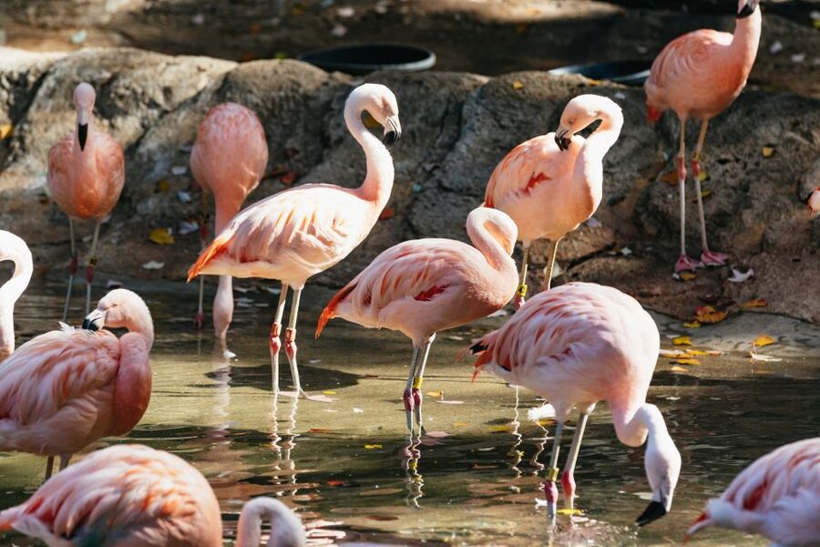 Atlanta: Zoo Atlanta General Admission Ticket - The Safari Express, carousel, and children’s play areas