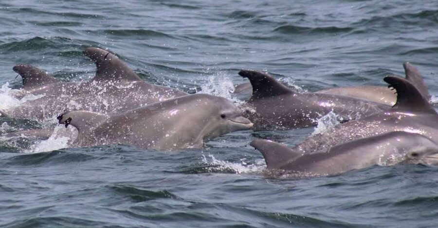 Atlantic City: Dolphin Watching Ocean Cruise Adventure - A good family activity with room for adults
