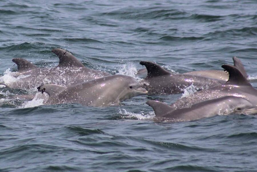 Atlantic City: Dolphin Watching Ocean Cruise Adventure - What if you do not see dolphins?