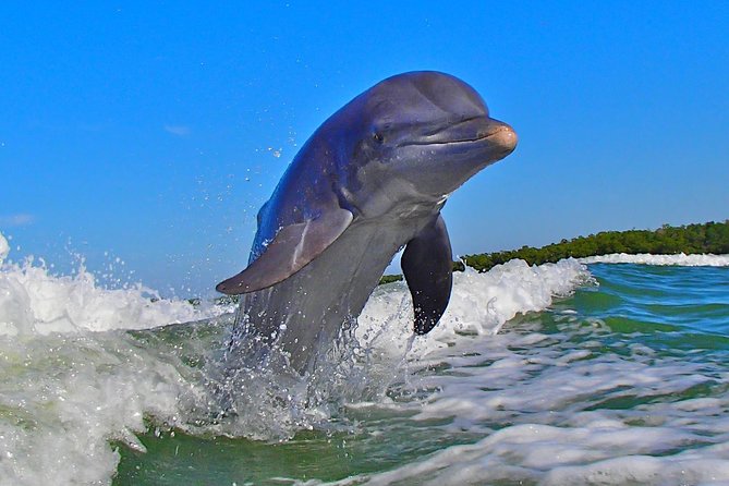 Avi's Premium Dolphin Tour by Jet Ski - The boating test requirement