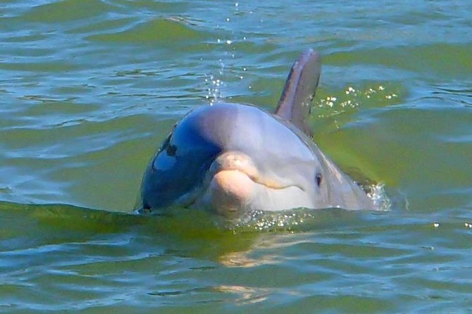 Avi's Premium Dolphin Tour by Jet Ski - Weather can change your plans