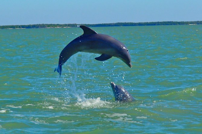 Avi's Premium Dolphin Tour by Jet Ski - Looking for dolphins in open water
