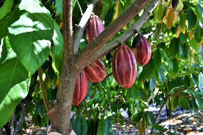 Award Winning Farm Tour: Coffee, Chocolate and Unique Gifts - Chocolate tasting and cacao lessons