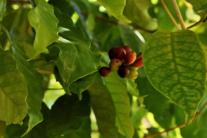 Award Winning Farm Tour: Coffee, Chocolate and Unique Gifts - The shop: useful gifts rather than airport souvenirs