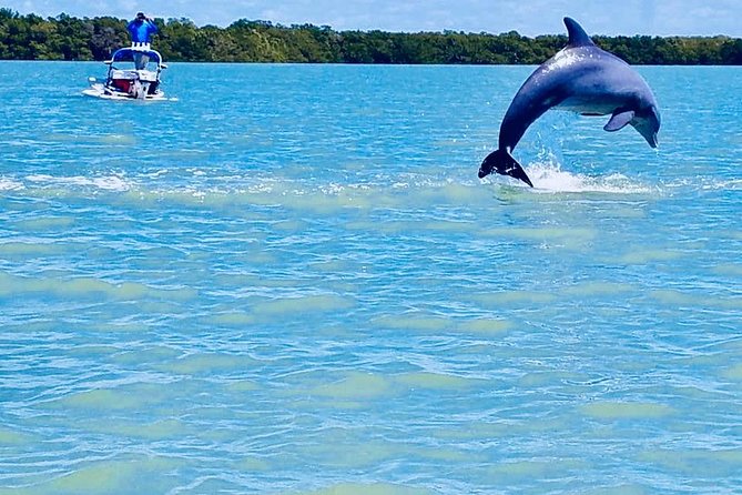 Backwater Adventure's CraigCat Tours of the 10,000 Islands - Stop 4: A small island, shells, and a change of pace