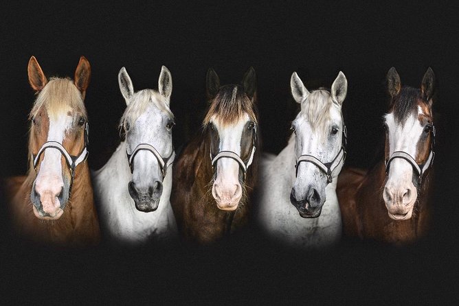 Beaufort’s #1 Horse & Carriage History Tour - Timing, group size, and weather