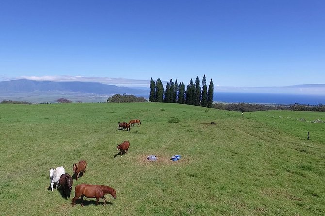Best Haleakala Downhill Self-Guided Bike Tour with Maui Sunriders - Makawao brings the best stop on the route