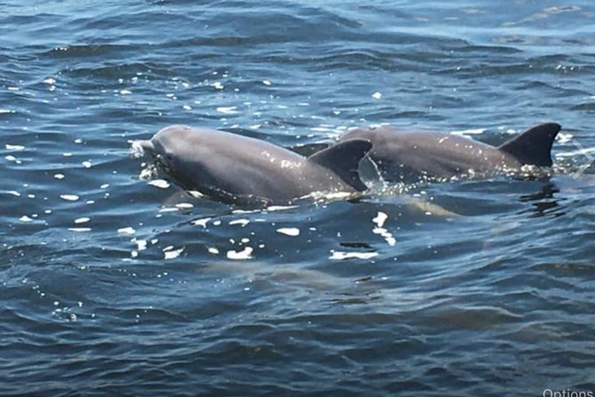 Big Fun Dolphin Cruise & Sealife Experiece ORANGE BEACH ALABAMA - Big Fun Dolphin Cruise at a Glance